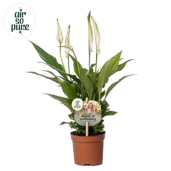 Picture of SPATHIPHYLLUM CHOPIN