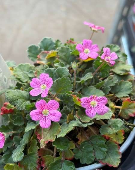 Picture of Erodium variabile bishops form