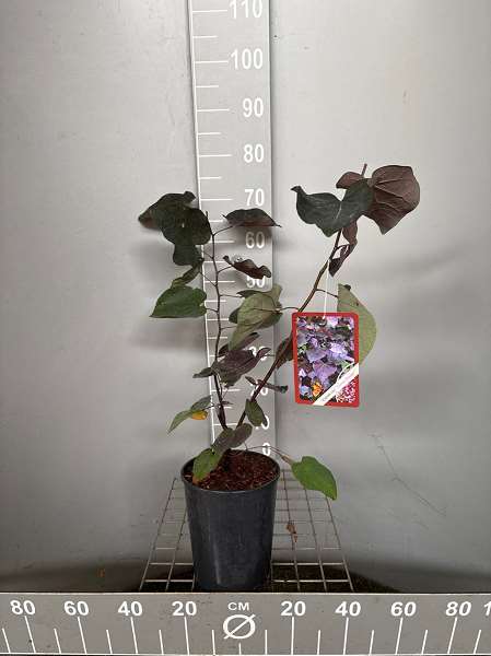 Picture of Cercis canadensis 'forest pansy'