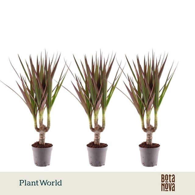Picture of Dracaena marginata magenta on stem