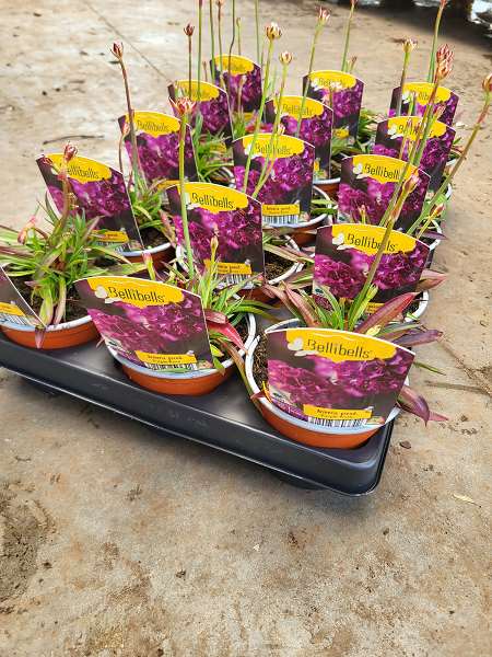 Picture of Armeria pseudarmeria purple rose