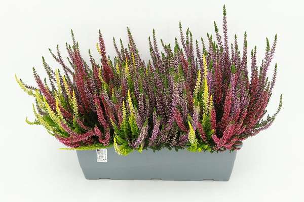 Picture of CALLUNA VULGARIS BEAUTY LADIES MULTI WINDOWBASKET