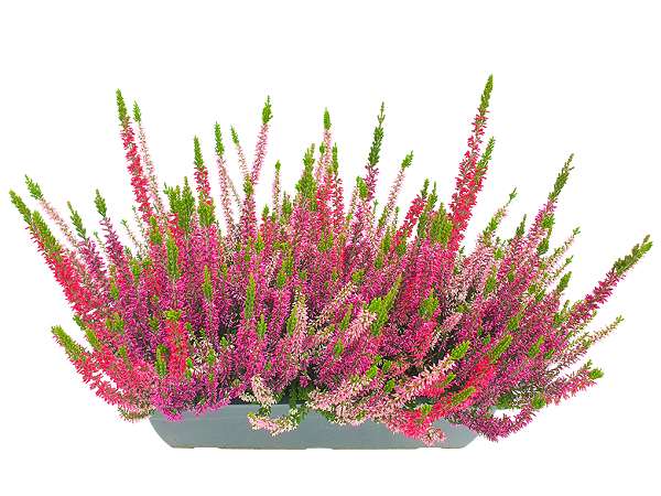 Picture of CALLUNA BEAUTY LADIES MULTI WINDOWBASKET