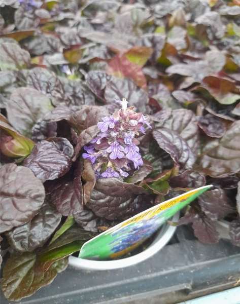 Picture of Ajuga reptans braunherz