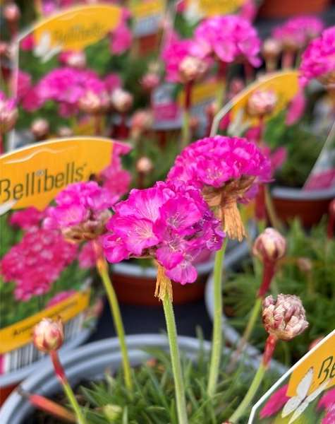 Picture of Armeria maritima pink