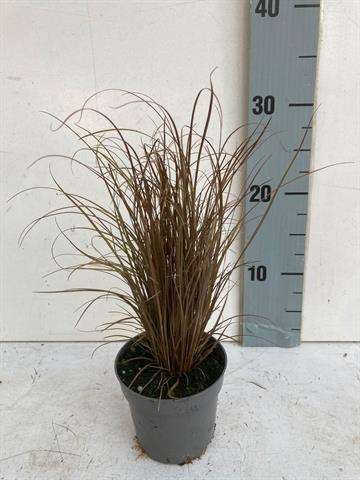 Picture of CAREX COMANS BRONZITA