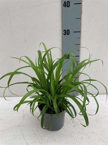 Picture of CAREX PENDULA FRESH LOOK