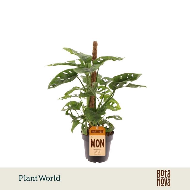 Picture of Monstera obliqua monkey leaf mosspole
