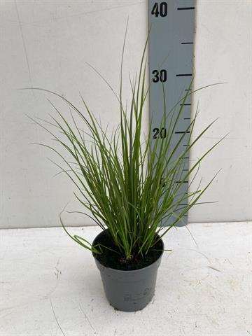 Picture of CAREX HOWARDII PHOENIX GREEN