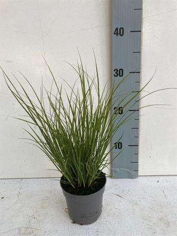 Picture of CAREX HOWARDII PHOENIX GREEN
