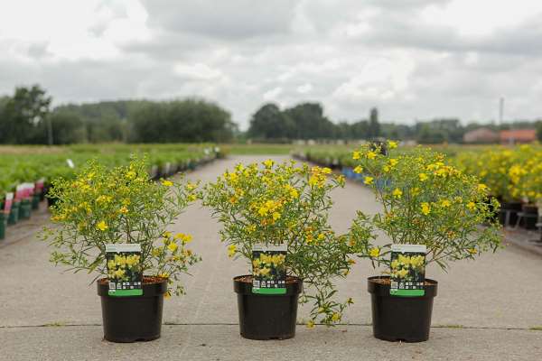 Picture of HYPERICUM KALMIANUM GEMO