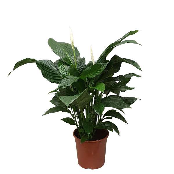 Picture of SPATHIPHYLLUM SWEET SILVANA