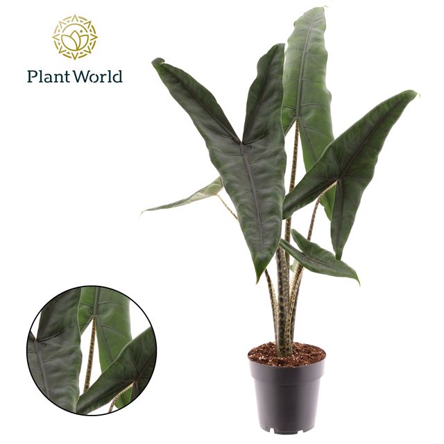 Picture of Alocasia tigrina superba