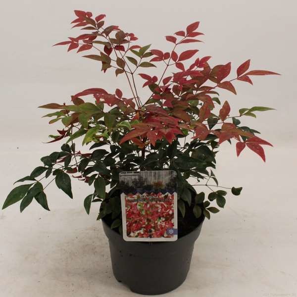 Picture of NANDINA DOMESTICA OBSESSED