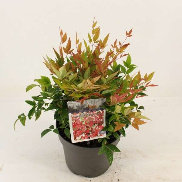 Picture of NANDINA DOMESTICA GULFSTREAM