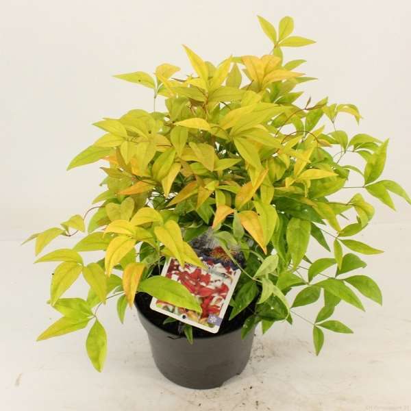 Picture of NANDINA DOMESTICA FIREPOWER