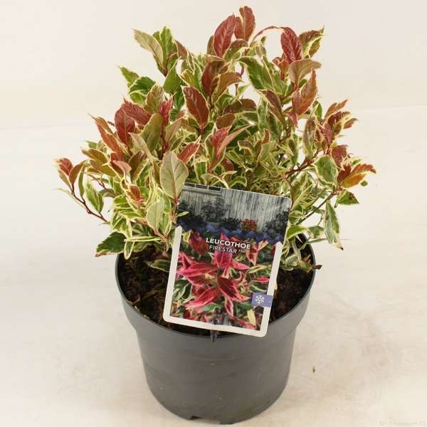 Picture of LEUCOTHOE AXILLARIS FIRESTAR