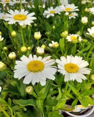 Picture of LEUCANTHEMUM MAXIMUM SNOW LADY