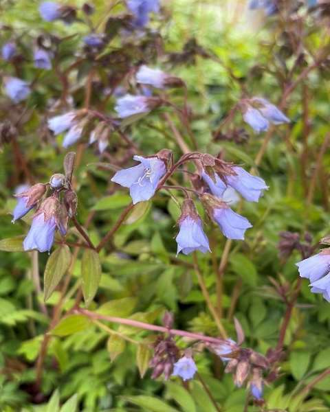 Picture of Polemonium reptans