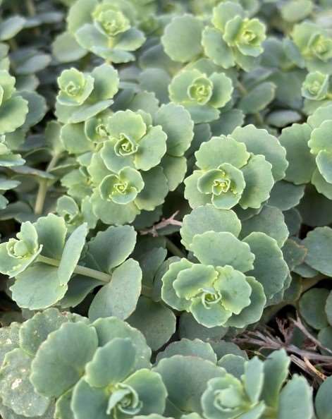 Picture of Sedum sieboldii
