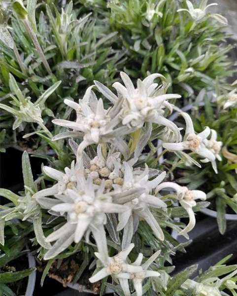 Picture of Leontopodium alpinum everest
