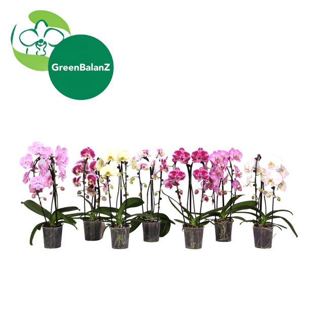 Picture of Phalaenopsis 02-stem cascade mix