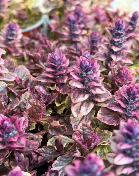 Picture of Ajuga reptans burgundy glow