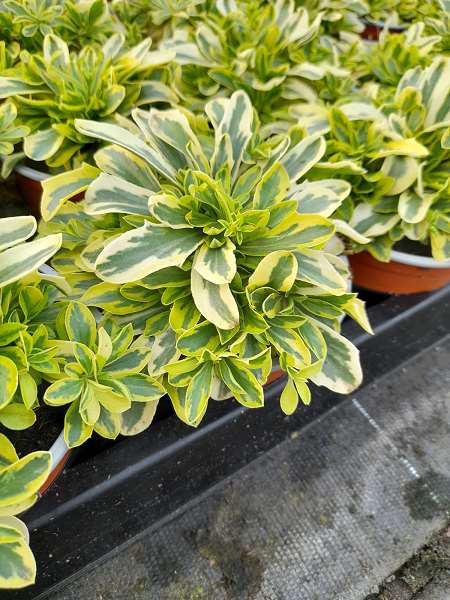 Picture of Arabis ferd-coburgii old gold