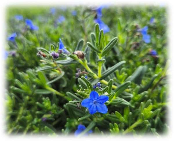 Picture of Lithodora diffusa grace ward