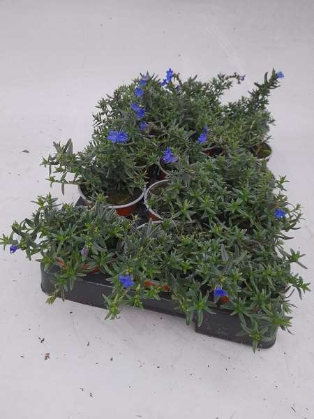 Picture of Lithodora diffusa grace ward