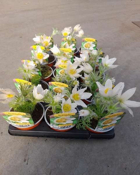 Picture of Pulsatilla vulgaris alba