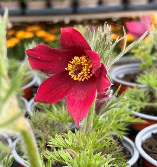 Picture of Pulsatilla vulg red bell
