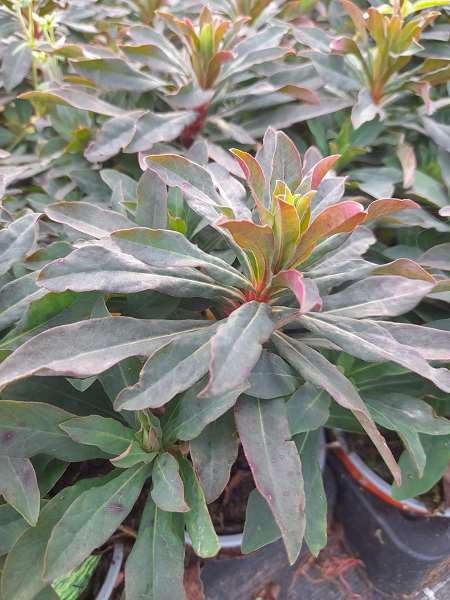 Picture of Euphorbia purpurea