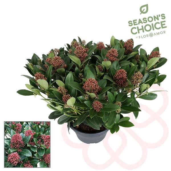 Picture of SKIMMIA JAPONICA RUBELLA 30+FL IN BOWL
