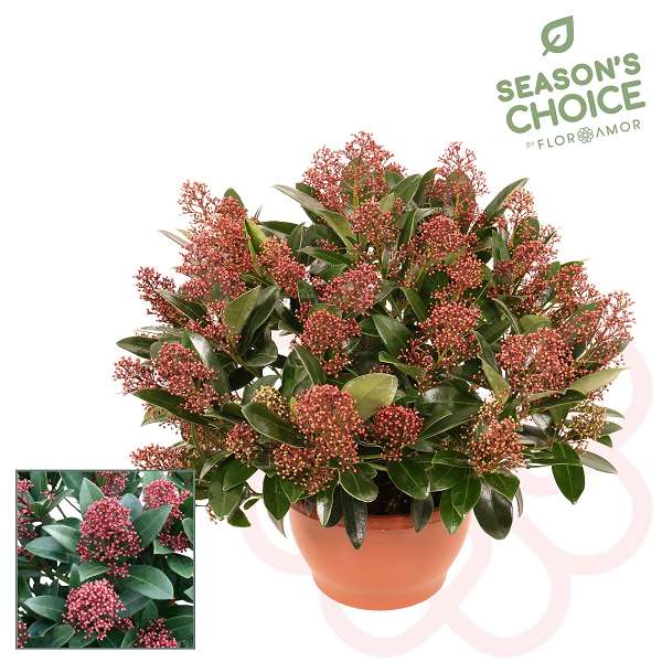 Picture of SKIMMIA JAPONICA RUBELLA 30+FL IN BOWL