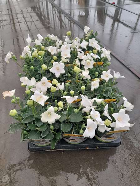 Picture of PLATYCODON ASTRA WHITE