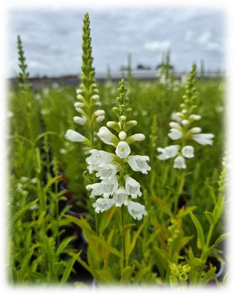 Picture of Physostegia virginiana alba