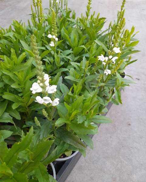 Picture of Physostegia virginiana alba