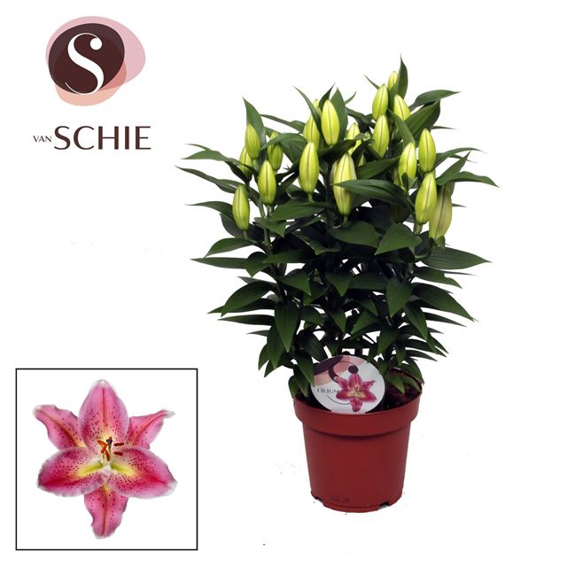 Picture of Lilium oriental reeleeze pink