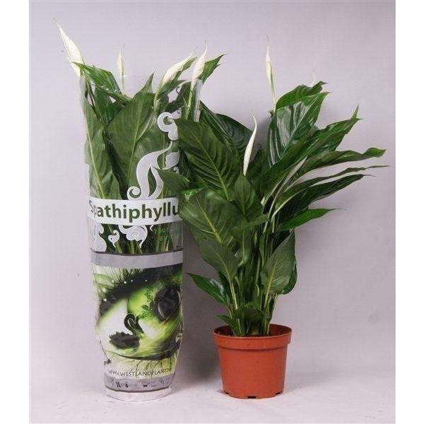 Picture of SPATHIPHYLLUM SWEET SILVIO