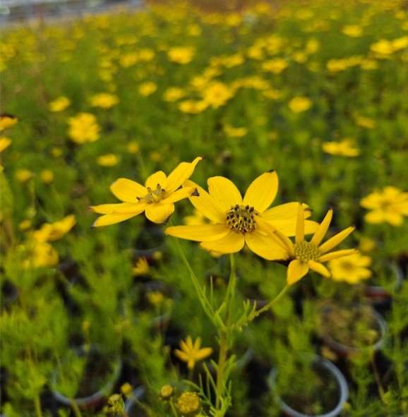 Picture of Coreopsis verticillata zagreb