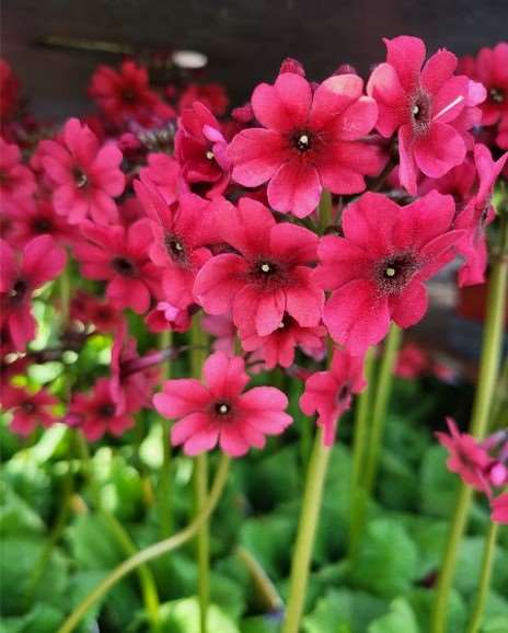 Picture of Primula japonica miller's crimson
