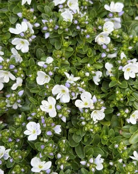 Picture of Veronica repens