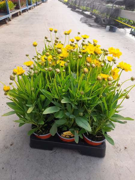 Picture of COREOPSIS GRAND EARLY SUNRISE 