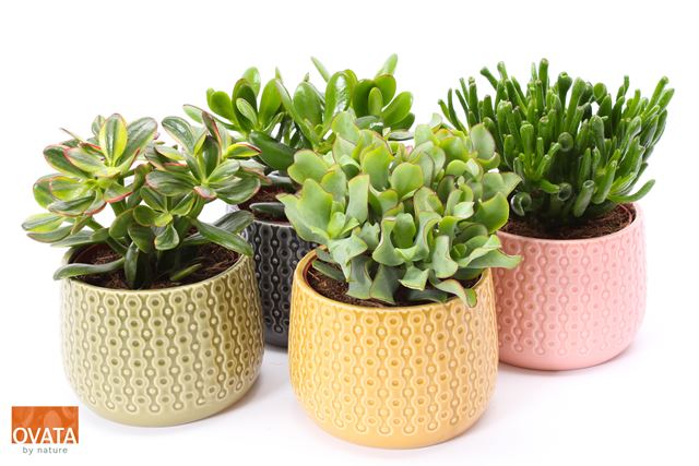 Picture of CRASSULA MIX IN CERAMIC GENEVE