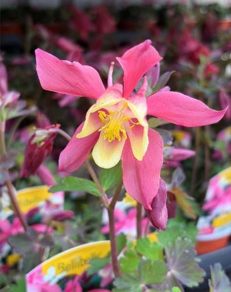Picture of Aquilegia caerulea spring magic rose and ivory