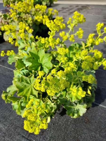Picture of ALCHEMILLIA MOLLIS