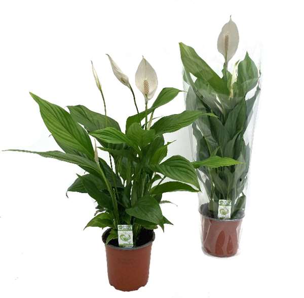 Picture of SPATHIPHYLLUM SWEET SILVIO