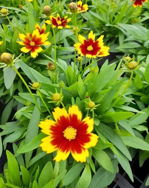 Picture of Coreopsis grandiflora uptick gold and bronze