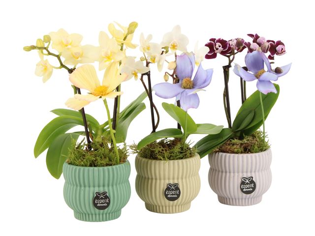 Picture of Consideration arrangement phalaenopsis 01pp